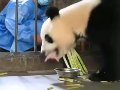 پاندای مادر در حال مراقبت از نوزادش