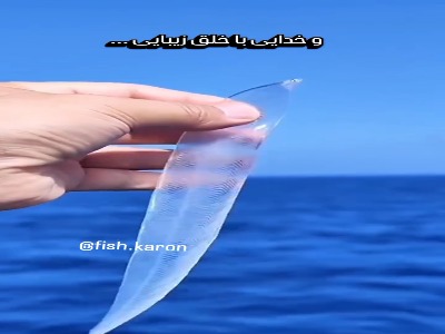 ماهی فوق العاده با بدنی کاملا شفاف