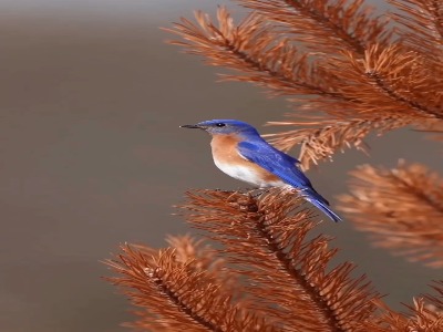 سیالیای شرقی یک پرنده آوازخوان از خانواده تُرک‌ها (دُرزدها)