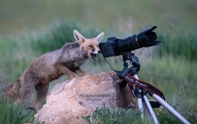 عکس خاص روباه کنار دوربین حیات وحش