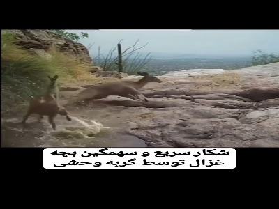 شکار ناگهانی بچه غزال توسط گربه وحشی