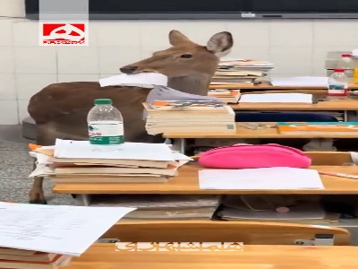 ورود گوزن به یک کلاس درس در چین!