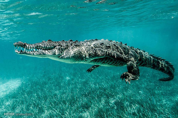 تمساح ها واقعاً می توانند بدون حرکت دادن پاها یا دم خود شنا کنند؟