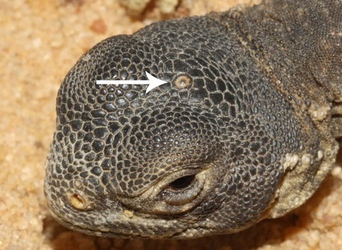 خزنده سه چشم دوران دایناسورها