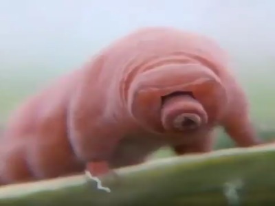 تاحالا خرس آبی دیده بودین ؟