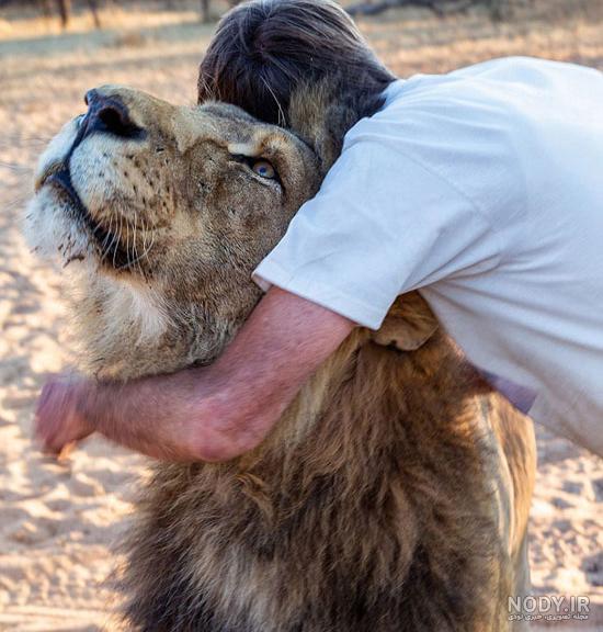 ابهت سلطان جنگل از بین رفت