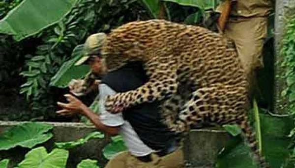 حمله پلنگ به نیروی پلیس در هند