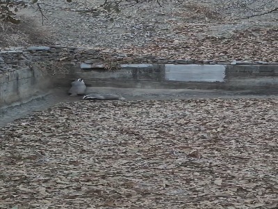 نجات دو گورکن گیر افتاده در استخر