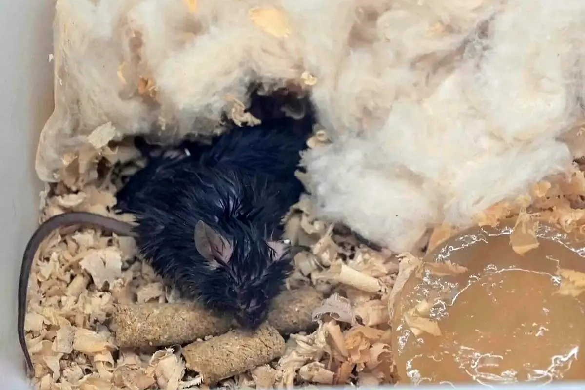 گوناگون/بازگشت 4 موش از ایستگاه فضایی چین به زمین