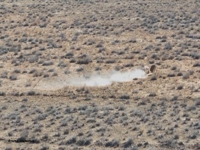 نبرد دو آهوی نر در پارک ملی گلستان