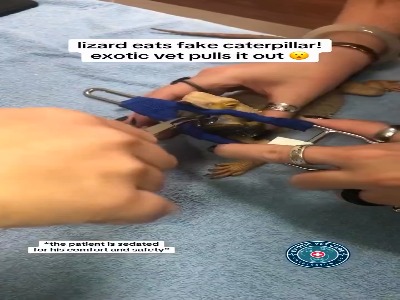 شکار پلاستیکی رو خورده !