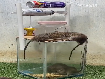 تله موش آسانسوری !