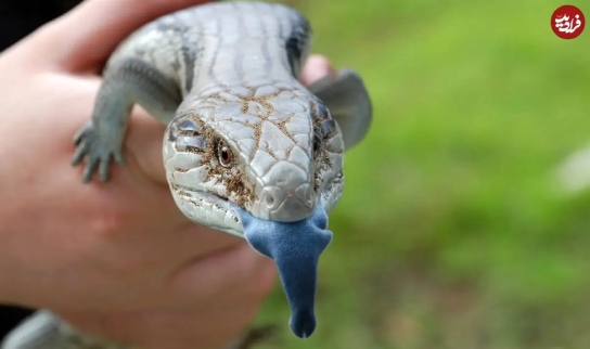 ایران پرسمان