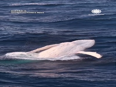 نمایش خیره‌کننده نهنگ سفید کمیاب