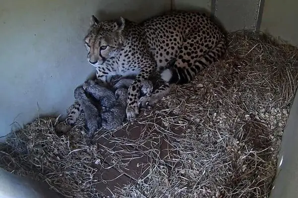 تولد چهار توله یوزپلنگ در باغ وحش ویرجینیا