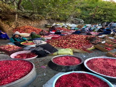 فصل بوی انار و نوای دف در روستای هورامان