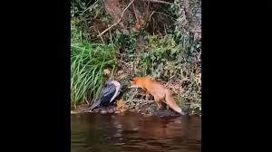 شکست روباه در حمله ناگهانی به پرنده