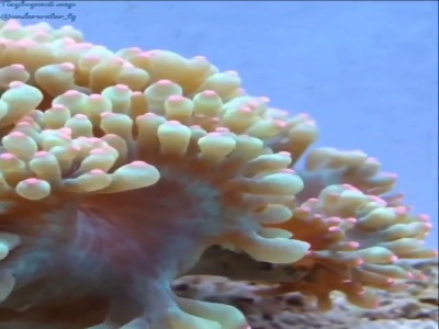 مرجان ظرافت ،انتخابی محبوب برای آکواریوم‌ها