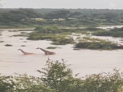 نجات معجزه‌آسا زرافه‌ای در رودخانه خروشان