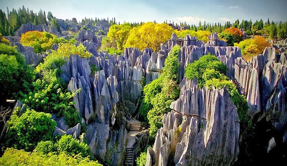 جنگل سنگی سوبویا در چین