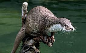 سمور ماکسویلی درحال خوردن ماهی، خوزستان