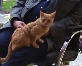 وقتی سروکله یک گربه وسط مصاحبه با حناچی پیدا شد!