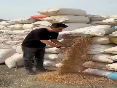 تولید زغال با پوست پسته!