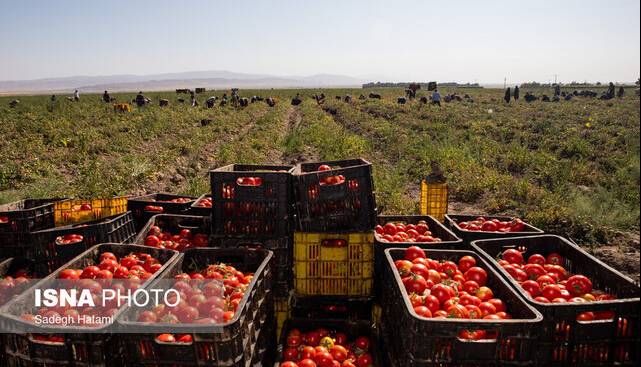 افزایش قیمت گوجه موقتی است؛ شایعه پرتقال تزریقی تکذیب شد