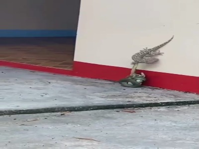 تلاش سمندر برای نجات همنوع خودش از دست مار !!