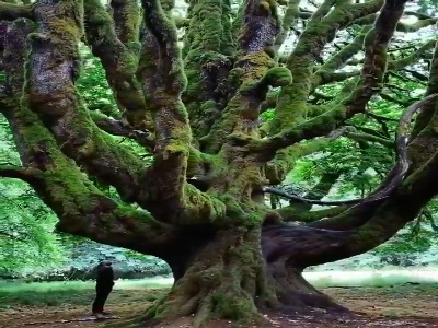 درختی عجیب در پارک ملی المپیک واشنگتن