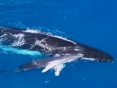 صحبت کردن وال مادر با فرزندش