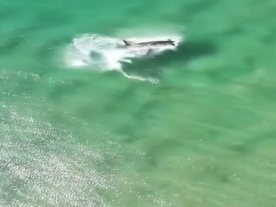 صحنه‌ای دیدنی از شکار فک توسط یک کوسه بزرگ