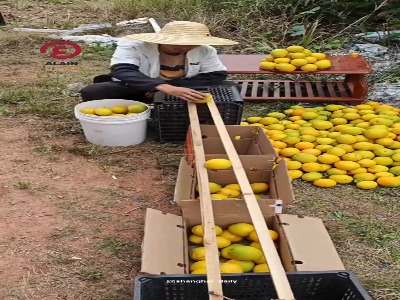 ابتکار جالب یک کشاورز چینی برای جداسازی میوه ها