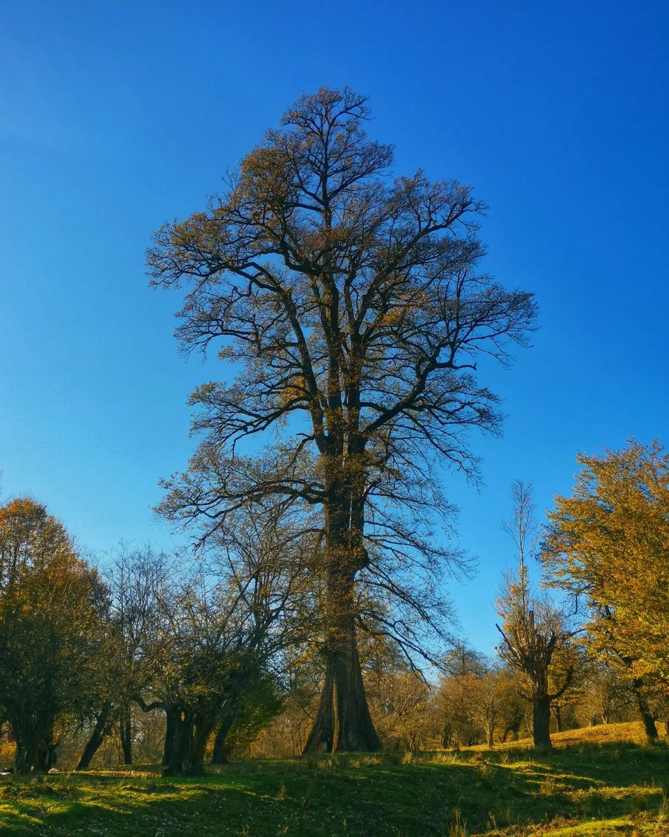 بلندترین بلوط جهان در ایران