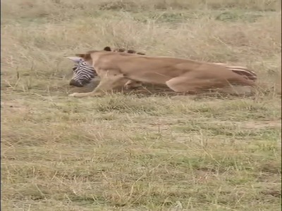 شکار گورخر توسط ماده شیر گرسنه!