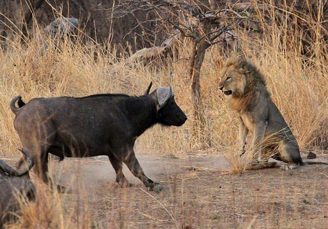 ترس عجیب شیر نر و بوفالو در مواجهه با یکدیگر!