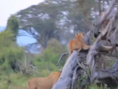 فرار شیرها به بالای درخت از ترس بوفالوها