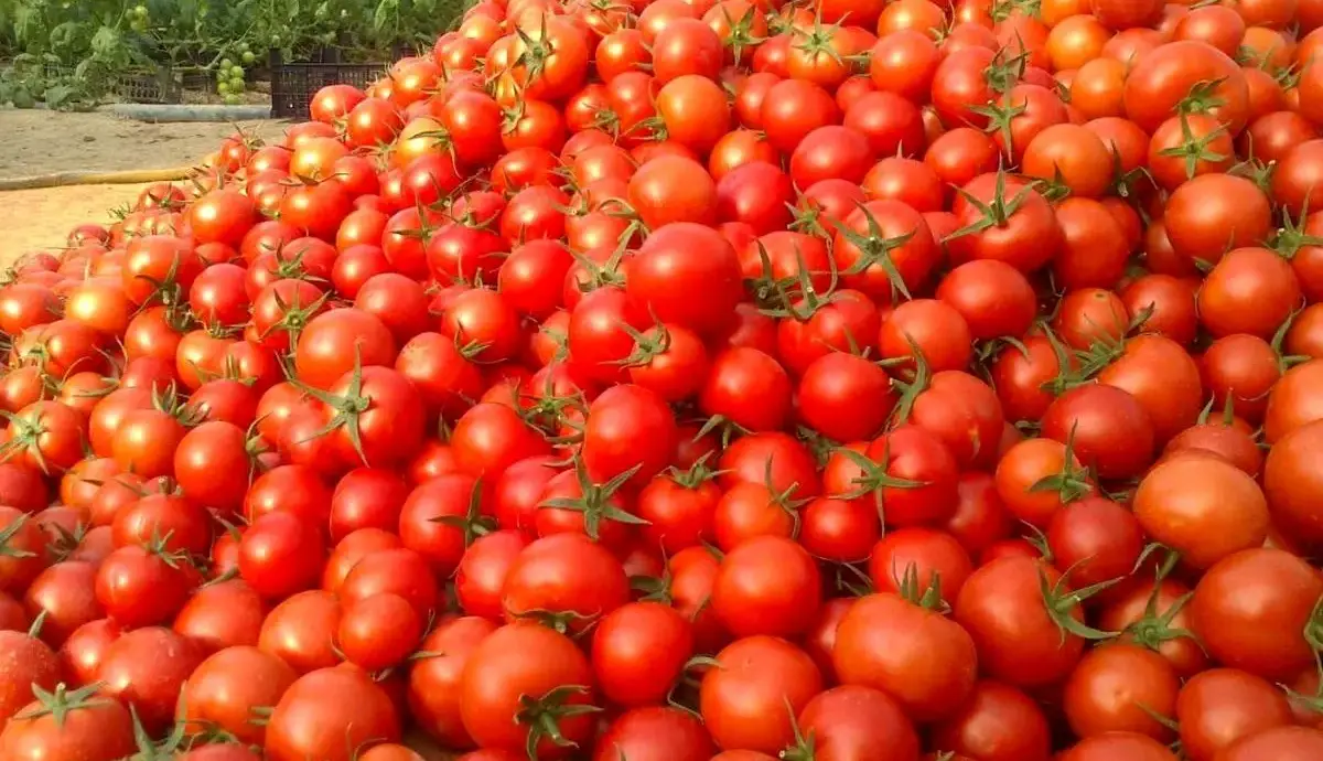 پشت پرده افزایش چندبرابری قیمت گوجه فرنگی
