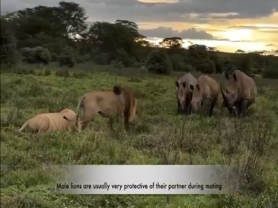 حمله شجاعانه یک شیر نر به سه کرگدن عصبانی برای محافظت از جفت خود