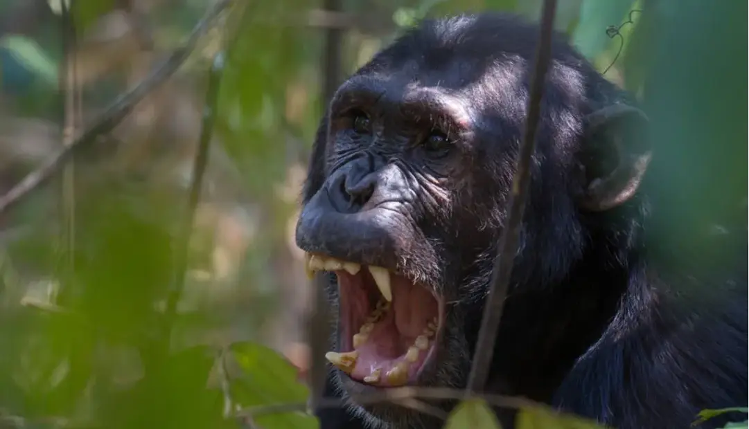 ریشه تکاملی جنگ؛‌ چگونه نزاعی ۱۰ ساله میان شامپانزه‌ها به شکوفایی جمعیت آن‌ها منجر شد؟