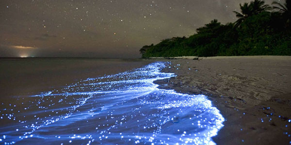 پنج ساحل جنوب ایران که شب ها می درخشد!