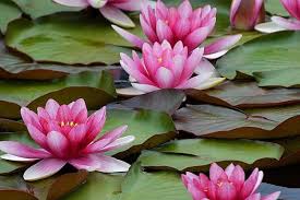 فصل صورتی کرالا