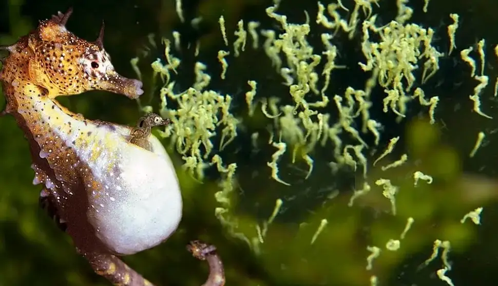 لحظه زیبای به دنیا اومدن ۱۰۰۰ تا بچه اسب دریایی توسط پدرشون!