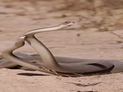 زهر مامبای سیاه می‌تواند یک انسان را ظرف چهار ساعت بکشد!