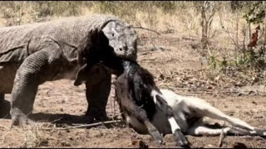 کومودو بی رحمانه سر طعمه خود را می شکند‌‌!