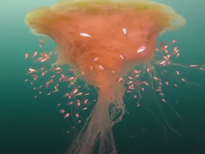 بزرگترین عروس دریایی و ساقدوش‌هایش!