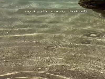 ژلی فیش یکی از موجودات شفاف، شناور و شگفت‌انگیز خلیج فارس