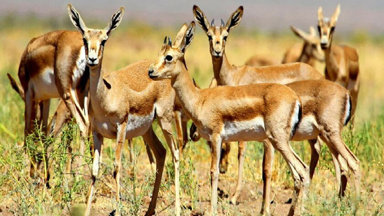 بهبهان، دشت آهو...