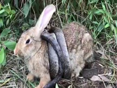 شکار خرگوش توسط مار کبرا