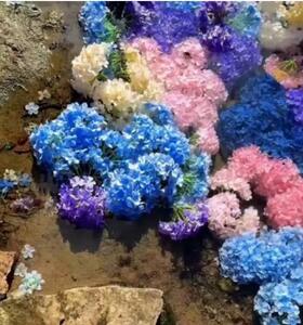 یکی از شاعرانه‌ترین جاذبه‌های طبیعی ژاپن